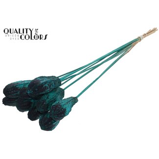 QC Mahogany Seed Pod on Stick | Colour: Turquoise | Swietenia Mahagoni Dried Fruit Stick | Stick Length ± 50 centimetres | 10 sticks per bunch