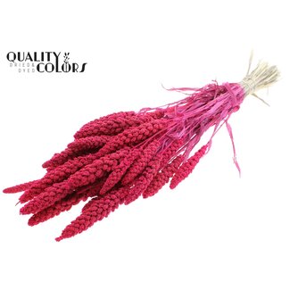 QC Getrocknete Gebleichte Hirse | Farbe: Kirschfarben | Pennisetum Trockenblumen | Länge ± 70 Zentimeter | Gewicht 200 Gramm | Pro Bund