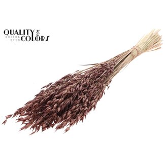 QC Gedroogde Haver Premium | Kleur: Bruin | Avena Premium Droogbloemen | Lengte ± 70 centimeter | Gewicht 200 gram | Per bos