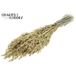 QC Gedroogde Haver | Kleur: Goudkleurig met Glitter | Avena Droogbloemen | Lengte ± 60 centimeter | Gewicht 250 gram | Per bos