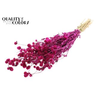 QC Getrocknete Kugelamaranth | Farbe: Lilafarben | Gomphrena Trockenblumen | Länge ± 60 Zentimeter | Pro Bund