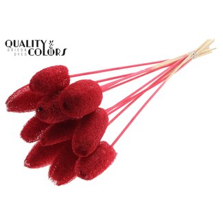 QC Mini Loofah Sponge on stick | Colour: Red | Loofah Plant Stick | Length ± 50 centimetres | 10 sticks per bunch