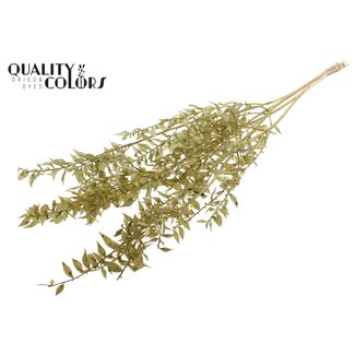 QC Getrockneter Ruscus | Farbe: Olivgrün | Ruscus Trockenblumen | Länge ± 50 Zentimeter | 10 Zweige pro Bund | Pro Bund