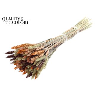 QC Dried Wheat "Colourful 3" | Colour: Mixed Colours | Triticum Dried Flowers | Length ± 60 centimetres | Weight 220 grams | Per bunch