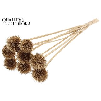 QC Lion's Tail on Stem | Colour: Antique Gold | Leonotis Leonurus Stem Insert | Length ± 50 centimetres | 10 stem inserts per bunch | Per bunch