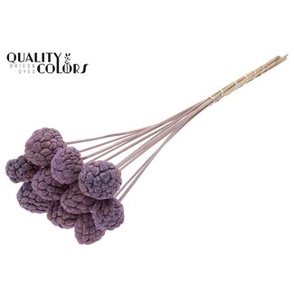 QC Fruit Atta Blanchi sur tige | Couleur : Lila Lait Givré | Pique à Cherimole | Longueur ± 50 centimètres | 10 piques par bouquet