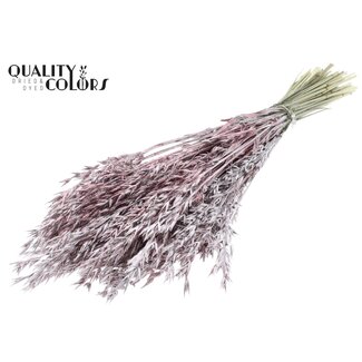 QC Avoine Séchée | Couleur : Champagne avec Paillettes | Fleurs Séchées d'Avoine | Longueur ± 60 centimètres | Poids 250 grammes | Par bouquet