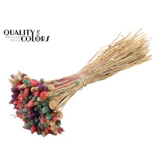 QC Gedroogde Phalaris Mini | Kleur: Gemengde Kleuren | Kanariegras Droogbloemen | Lengte ± 45 centimeter | Gewicht 150 gram | Per bos