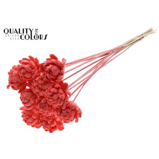 QC Shola Houten Roos op stok | Kleur: Koraalkleurig | Shola New Beauty Rose Bijsteker | Diameter roos 6 centimeter | Lengte bijsteker ± 50 centimeter | 10 bijstekers per bos