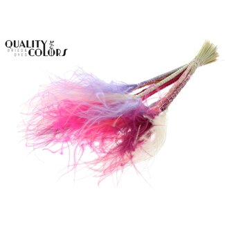 QC Dried Stipa Feather Grass “Colourful 9” | Colour: Mixed Colours | Stypha Penata Dried Flowers | Length ± 60 centimetres | 10 plumes per bunch | Per bunch