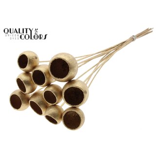 QC Bellgums séchées | Couleur : Doré antique | Cupule de cloche sur tige | Longueur ± 50 centimètres | 10 tiges par bouquet