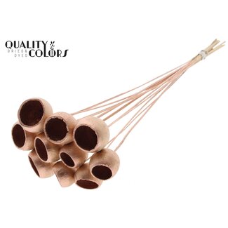 QC Dried Bellgums | Colour: Copper | Bell Cup Stick | Length ± 50 centimetres | 10 sticks per bunch