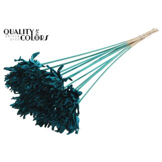 QC Shola flower on stem | Colour: Turquoise | Shola Slice Pine | Diameter 6 centimetre | Length ± 50 centimetre | 10 picks per bunch | Per bunch