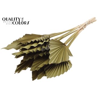 QC Gedroogde Palm Spear | Kleur: Olijfgroen | Palmbladeren in Speervorm | Lengte ± 50 centimeter | 10 takken per bos | Per bos