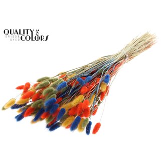 QC Getrocknete Hasenschwänzchen Premium | Bunt 6 | Farbe: Gemischte Farben | Lagurus Ovatus Trockenblumen | Länge ± 70 Zentimeter | Gewicht 100 Gramm | Pro Bund