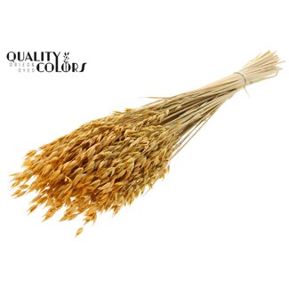 QC Avoine Séchée Premium | Couleur : Abricot | Avena Fleurs Séchées Premium | Longueur ± 70 centimètres | Poids 200 grammes | Par bouquet