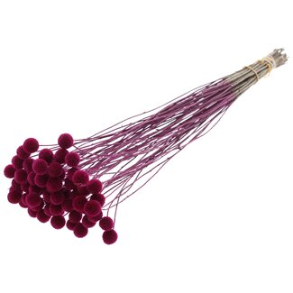 QC Gedroogde Craspedia | Kleur: Lilakleurig | Trommelstokjes Droogbloemen | Lengte ± 70 centimeter | 10 takken per bos | Per bos