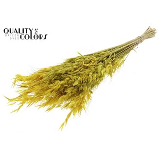 QC Gedroogde Wilde Haver | Kleur: Geel | Wilde Avena Droogbloemen | Lengte ± 70 centimeter | Gewicht 100 gram | Per bos