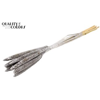 QC Babala von Perlhirse | Farbe: Silberfarben | Länge ± 65 Zentimeter | 10 Stiele pro Bund | Pro Bund