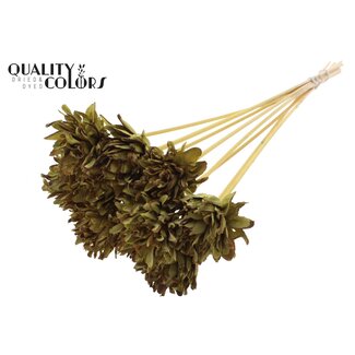 QC Shola Flower on Stem | Colour: Olive green | Shola Slice Pine | Diameter 6 centimeter | Length ± 50 centimeter | 10 picks per bunch  | Per bunch