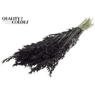 QC Avoine Séchée | Couleur : Noir | Fleurs Séchées Avena | Longueur ± 60 centimètres | Poids 250 grammes | Par bouquet