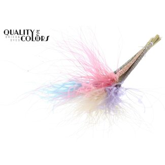 QC Dried Stipa Feather Grass “Colourful 1” | Colour: Mixed Colours | Stypha Penata Dried Flowers | Length ± 60 centimetres | 10 plumes per bunch | Per bunch