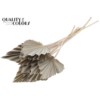 QC Gedroogde Palm Spear | Kleur: Frosted Naturelle Wit | Palmbladeren in Speervorm | Lengte ± 50 centimeter | 10 takken per bos | Per bos