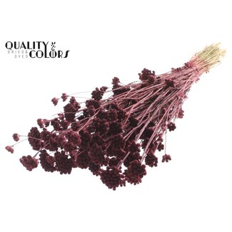 QC Dried Lona | Colour: Bordeaux Red | Lonas Annua Dried Flowers | Length ± 50 centimetres | Per bunch