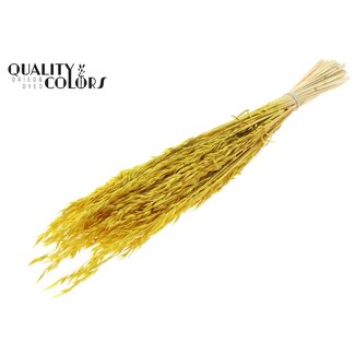 QC Avoine Séchée Blanchie | Couleur : Jaune | Avena Fleurs Séchées | Longueur ± 60 centimètres | Poids 200 grammes | Par bouquet