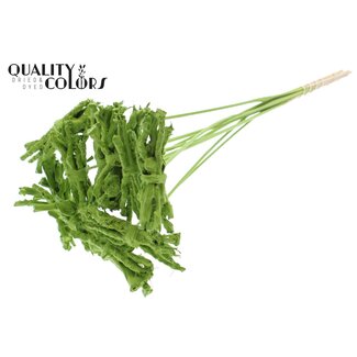 QC Decorative Coco Rose Posy on stick | Colour: Light Green | Coco Rose Posy Stick | Stick length ± 50 centimetres | 10 sticks per bunch