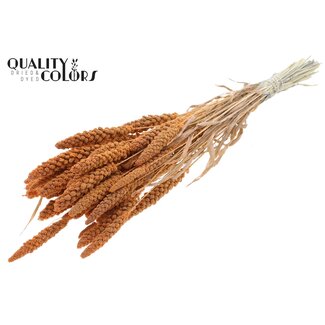 QC Getrocknete Gebleichte Hirse | Farbe: Frostiges Lachsfarben | Pennisetum Trockenblumen | Länge ± 70 Zentimeter | Gewicht 200 Gramm | Pro Bund