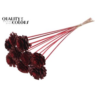 QC Halve Dennenappel op stok | Kleur: Rood | Diameter 5 - 7 centimeter | Lengte ± 50 centimeter | 10 bijstekers per bos