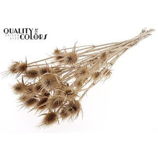 QC Gebleekte Gedroogde Cardistella Distels | Kleur: Terracotta | Cardi Stella Droogbloemen | Lengte ± 70 centimeter | 5 takken per bos | Per bos