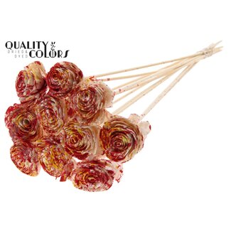 QC Shola Roos op stok | Kleur: Meerkleurig Rood Geel | Shola Beauty Rose | Diameter 6 centimeter | Lengte ± 50 centimeter | 10 bijstekers per bos | Per bos