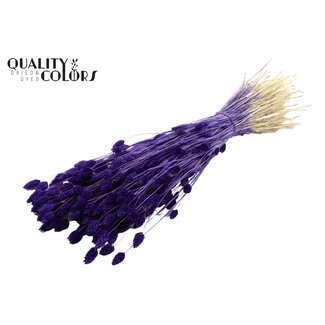 QC Phalaris Séchée Blanchie | Couleur : Violet | Herbe des Canaries Fleurs Séchées | Longueur ± 70 centimètres | Poids 220 grammes | Par bouquet