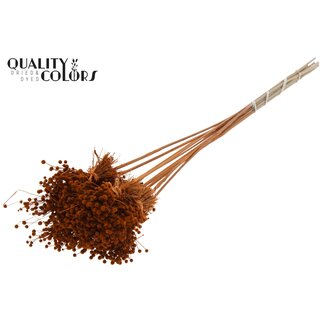 QC Mini Button Flowers Bouquet on Stick | Colour: Terracotta | Mini Button Insert | Length ± 50 centimetres | 10 inserts per bunch