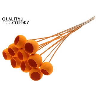 QC Gommes de cloche séchées blanchies | Couleur : Orange | Pique-fleurs de cloche | Longueur ± 50 centimètres | 10 piques par bouquet