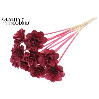 QC Shola Rose on Stem | Colour: Bordeaux red | Shola Beetal Rose | Diameter 6 centimeter | Length ± 50 centimeter | 10 additional picks per bunch | Per bunch