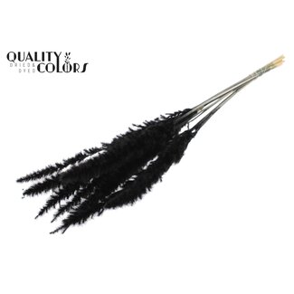 QC Getrocknete Gebleichte Fluffy Pampas Federn | Farbe: Schwarz | Länge ± 70 Zentimeter | 10 Federn pro Bund | Pro Bund