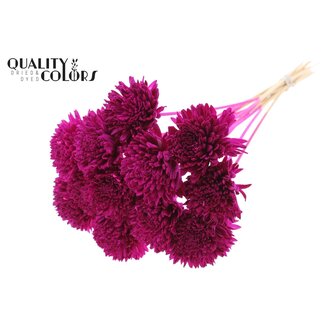 QC Shola Zinnia Flower on stem | Colour: Lilac-coloured | Shola Zinia | Diameter 8 centimetre | Length ± 50 centimetre | 10 wire picks per bunch | Per bunch