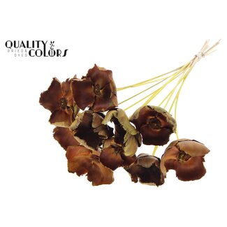 QC Dried Palm Cup on stem | Colour: Yellow | Length ± 50 centimetres | 10 stems per bunch