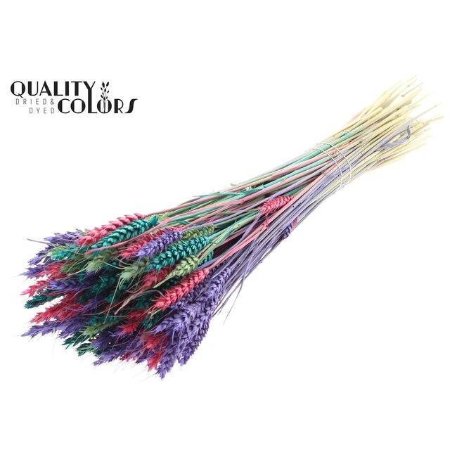 Blé Séché “Coloré 7” | Couleur : Couleurs Mélangées | Fleurs Séchées de Triticum | Longueur ± 60 centimètres | Poids 220 grammes | Par bouquet