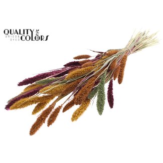 QC Dried Setaria “Pumpkin Spice” | Colour: Mixed Colours | Setaria Dried Flowers | Length ± 70 centimetres | Weight 210 grams | Per bunch