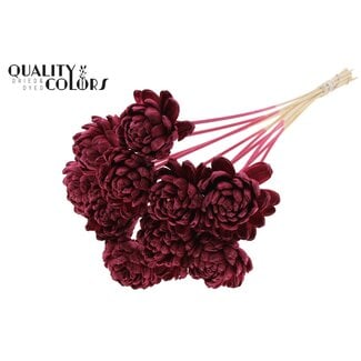 QC Shola rose on stem | Colour: Bordeaux red | Shola New Beauty Rose | Diameter 8 centimetre | Length ± 50 centimetre | 10 picks per bunch | Per bunch