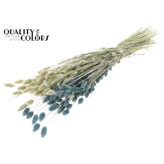 Phalaris séchée | Couleur : Bicolore Givré Bleu Clair | Herbe des Canaries Fleurs séchées | Longueur ± 60 centimètres | Poids 220 grammes | Par bouquet