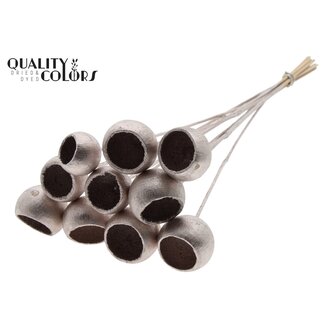 QC Getrocknete Bellgums | Farbe: Champagnerfarben | Bell Cup Stecker | Länge ± 50 Zentimeter | 10 Stecker pro Bund