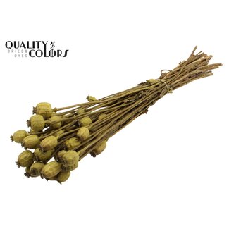QC Dried Poppy | Colour: Olive Green | Papaver Somniferum Dried Flowers | Length ± 60 centimetres | Weight 200 grams | Per bunch