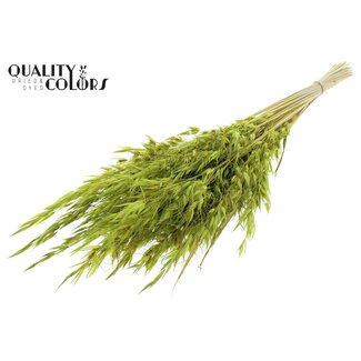 QC Avoine Sauvage Séchée | Couleur : Vert Clair | Fleurs Séchées Avena Sauvage | Longueur ± 70 centimètres | Poids 100 grammes | Par bouquet
