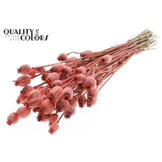 QC Gedroogde Slaapbol | Kleur: Koraalkleurig | Papaver Somniferum Droogbloemen | Lengte ± 60 centimeter | Gewicht 200 gram | Per bos