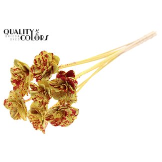 QC Shola Rose on stem | Colour: Splattered Red Yellow | Shola Beetal Rose | Diameter 6 centimetre | Length ± 50 centimetre | 10 picks per bunch | Per bunch